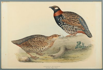 Francolinus vulgaris (BRISS): Evropský francolin (barva Litho na Wove Paper) od John Gould
