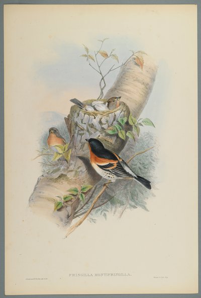 Fringilla Montifringilla - Bramblefinsh (barevné lito na tkaném papíře) od John Gould