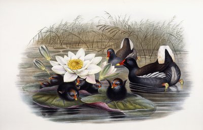 Gallinula Chloropus od John Gould