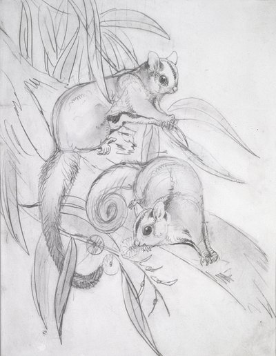 Plovoucí vačice (tužka) od John Gould