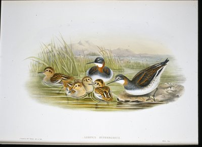 Ibis lesklý (Falcinellus Igneus) (ručně barvené lito) od John Gould