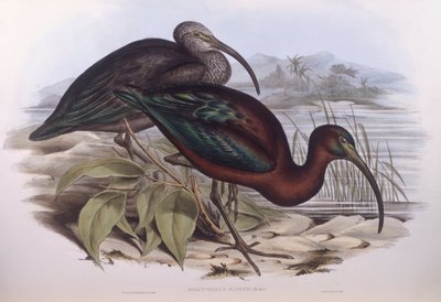 Lesklý ibis (Plegadis falcinellus), rytina John Gould od John Gould