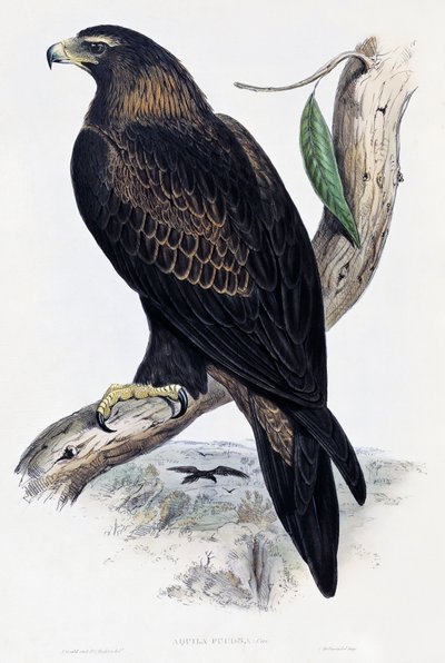 Golden Eagle (Aquila chrysaetos), litografie z Birds of Australia a Velké Británie od Johna Goulda (1804-1881), Velká Británie od John Gould