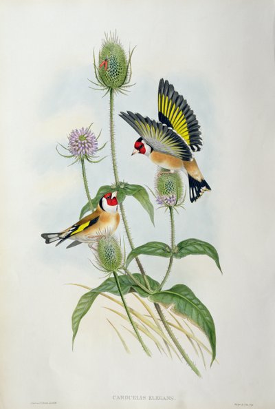 Stehlík (Carduelis Elegans) (ručně barvené lito) od John Gould