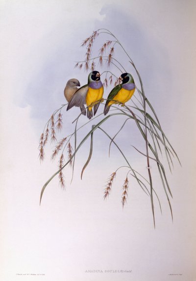 Gouldova pěnkava (Chloebia nebo Erythrura gouldiae), rytina John Gould od John Gould
