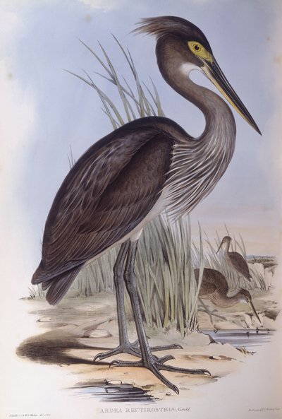 Volavka velká (Ardea sumatrana), rytina od Johna Goulda od John Gould