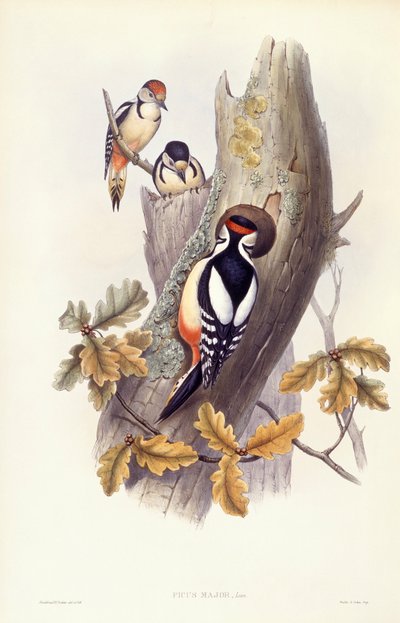 Datel velký (Dendrocopos major), rytina John Gould od John Gould