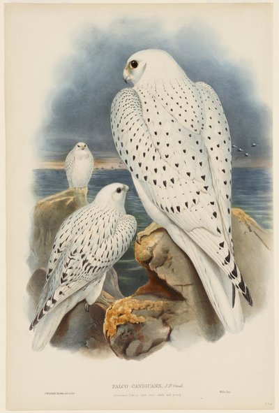Sokol grónský od John Gould