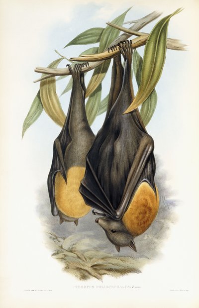 Šedohlavá létající liška od John Gould