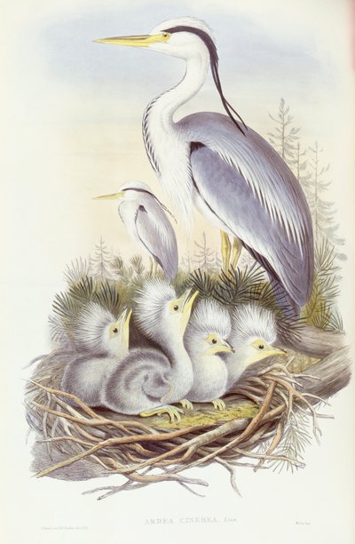 Volavka popelavá (Ardea cinerea), rytina od Johna Goulda od John Gould