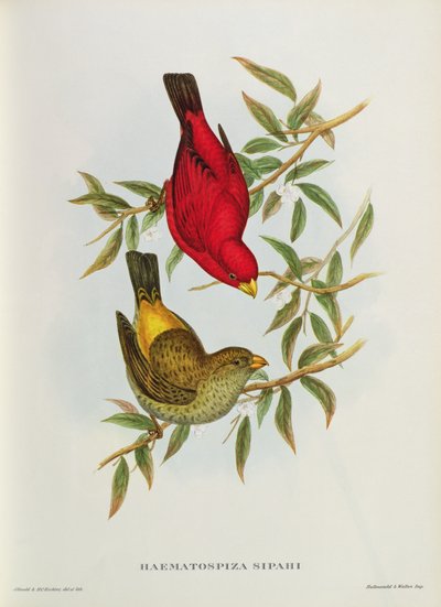 Haematospiza Sipahi, ilustrace z 