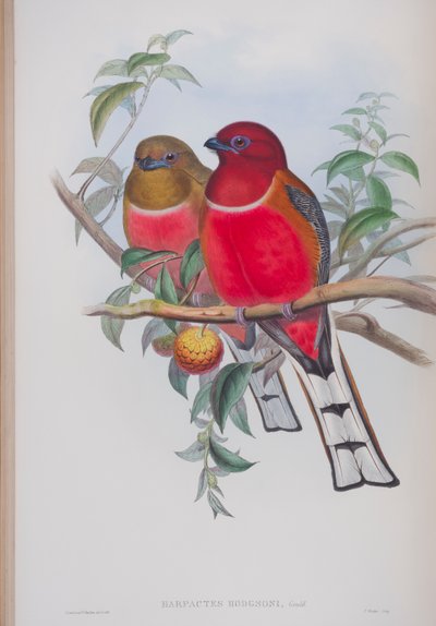 Harpactes Hodgsoni, deska z The Birds of Great Britain od Johna Goulda, vydaná v letech 1862-73 (ručně kolorované lito) od John Gould