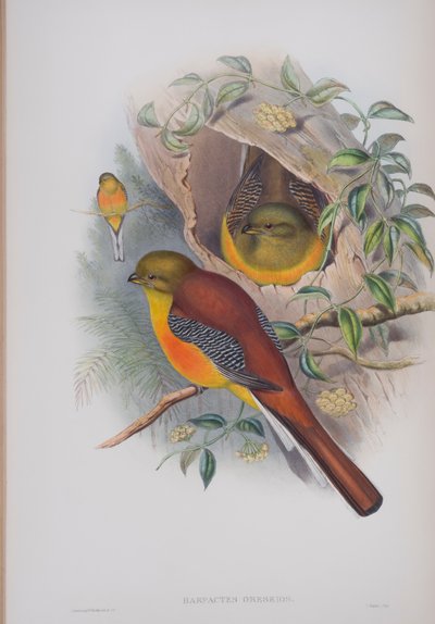 Harpactes Oreskios, deska z The Birds of Great Britain od Johna Goulda, vydaná 1862-73 (ručně kolorované lito) od John Gould
