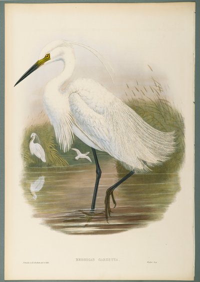 Herodias Garzetta - Volavka obecná (barevné lito na tkaném papíře) od John Gould