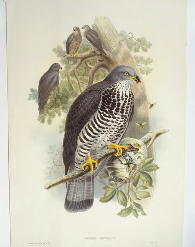 Honey-káně (Pernis apivorus), ilustrace od John Gould
