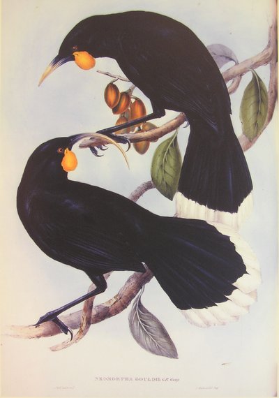 Ilustrace dvojice Huia od John Gould