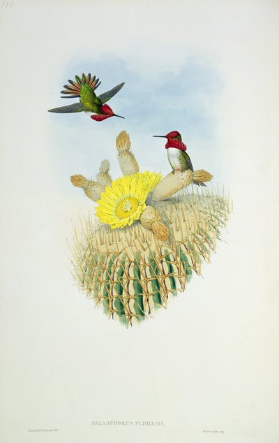 Kolibřík, vyrytý Walterem a Cohenem od John Gould