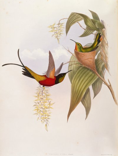 Kolibříci (Topaza Pyra) z Monografie Trochilid od John Gould