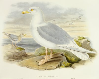 Racek islandský (Larus glaucoides), rytina od Johna Goulda od John Gould