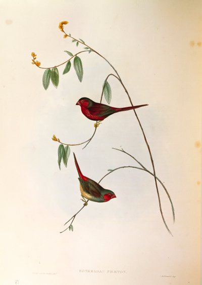 Ilustrace z knihy Johna Goulda "The Birds of Australia" představující phaeton Crimson Finch Neochmia, barevná rytina od John Gould