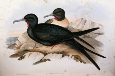 Ilustrace z knihy Johna Goulda "The Birds of Australia" představující fregatu Fregata ariel od Oscara Dresslera od John Gould