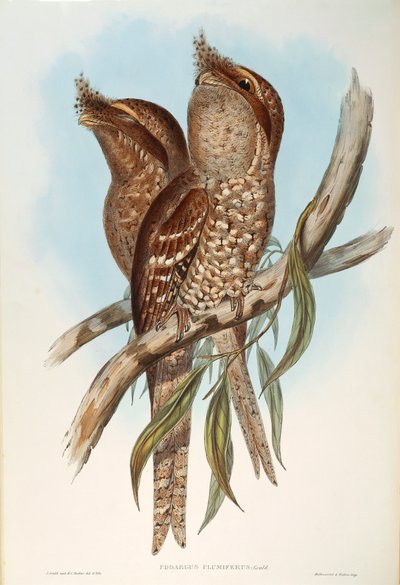 Ilustrace z knihy Johna Goulda "The Birds of Australia" představující Tawny Frogmouth Podargus strigoides, od Oscara Dresslera od John Gould