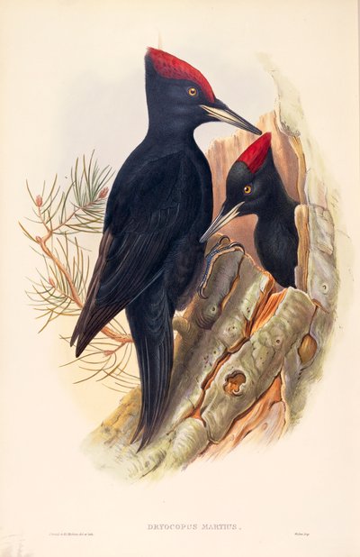 Ilustrace z knihy Johna Goulda "The Birds of Great Britain" představující pár datlů černých Dryocopus martius od John Gould