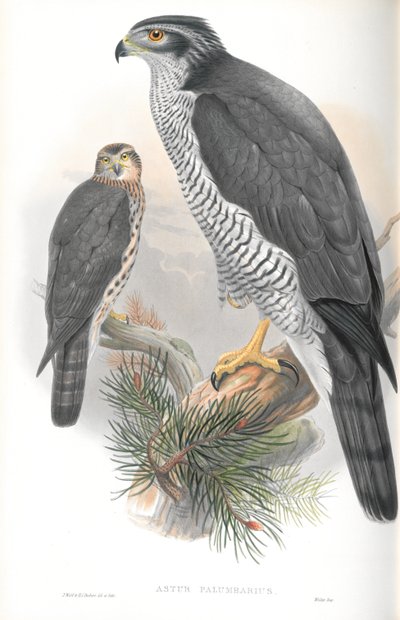 Ilustrace Astur Palumbarius (jestřáb lesní) od John Gould