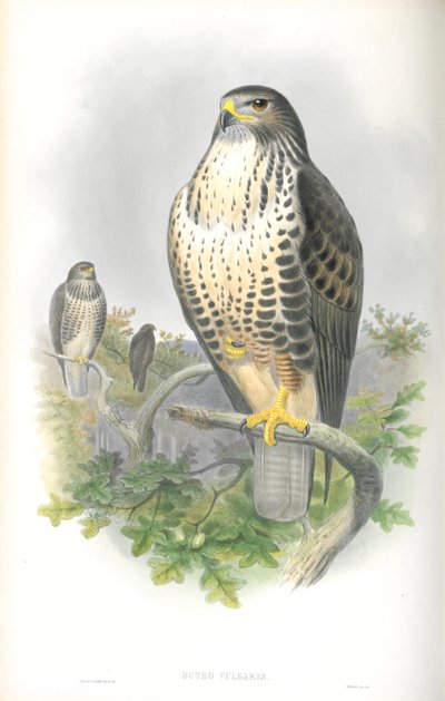 Ilustrace káně obecné (Buteo vulgaris) od John Gould