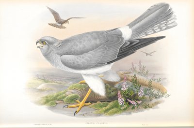 Ilustrace motáka pochopa (Circus Cyaneus) od John Gould