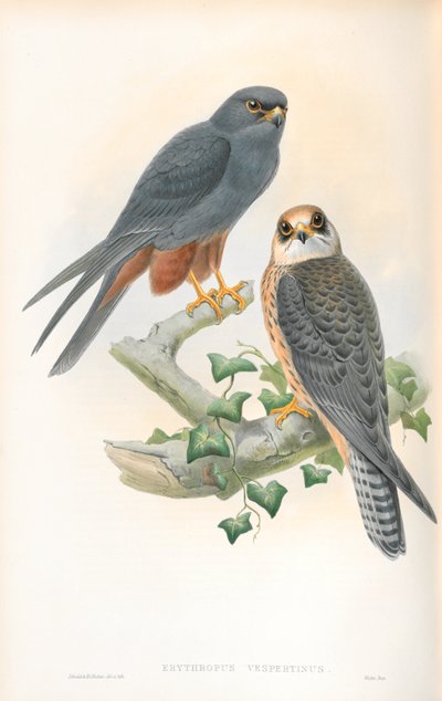 Ilustrace druhu Erythropus Vespertinus (konipas oranžovonohý) od John Gould