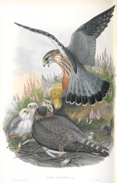 Ilustrace Falco Aesalon (Merlin) od John Gould