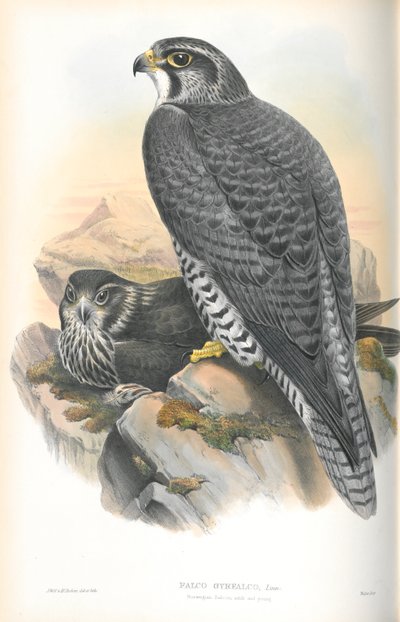 Ilustrace sokola stěhovavého (Falco Gyrfalco) od John Gould
