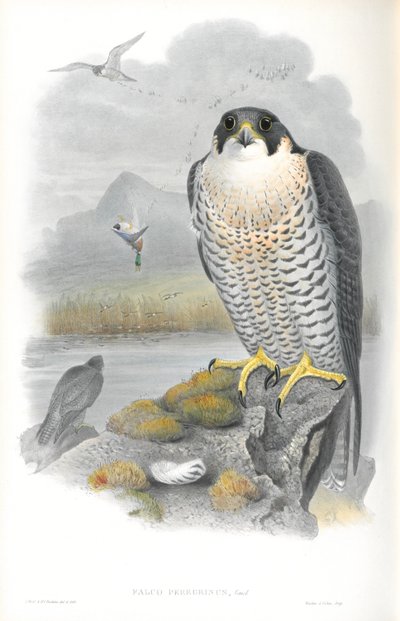 Ilustrace sokola stěhovavého (Falco Peregrinus) od John Gould