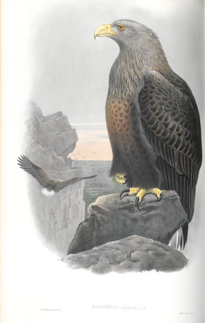 Ilustrace orla mořského (Haliaetus Albicilla) od John Gould