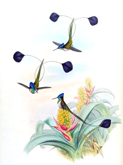 Ilustrace Loddigesia mirabilis (kolibřík) na Aechmea mertensii (jako syn. A. mucroniflora) (bromeliad) od John Gould