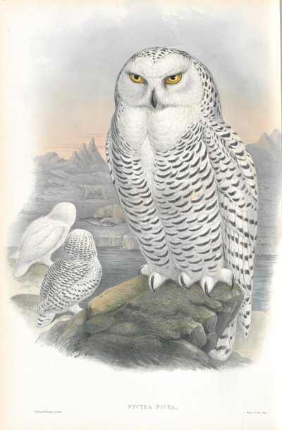 Ilustrace Nyctea Nivea (Sněžná sova) od John Gould