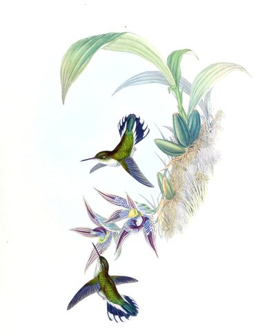 Ilustrace Phlogophilus hemileucurus na Paphinia cristata (orchidej) od John Gould