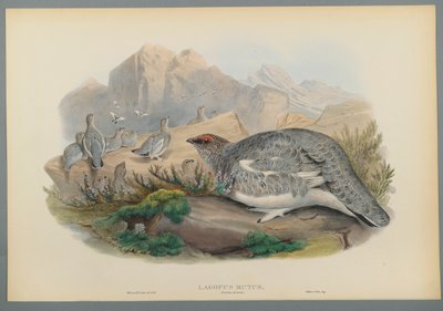 Lagopus Mutus, podzimní peří: Ptarmigan obecný (barevné litho na tkaném papíře) od John Gould