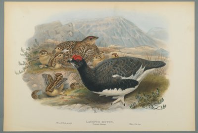 Lagopus Mutus, letní peří: Ptarmigan obecný (barevné litho na tkaném papíře) od John Gould