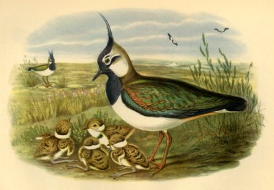 "Čejka a mládě", 1865, 1942. od John Gould