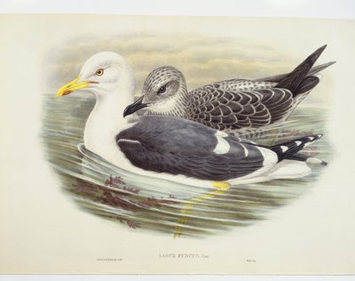 Racek menší (Larus fuscus), ilustrace od John Gould