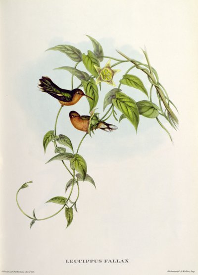 Leucippus Fallax od John Gould