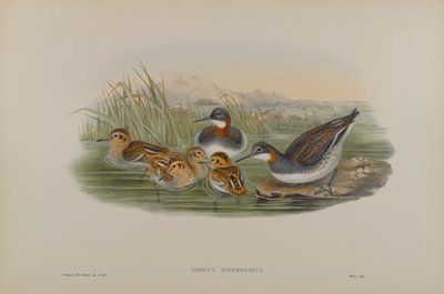 Lobipes Hyperboreus - phalarope rudokrké od John Gould
