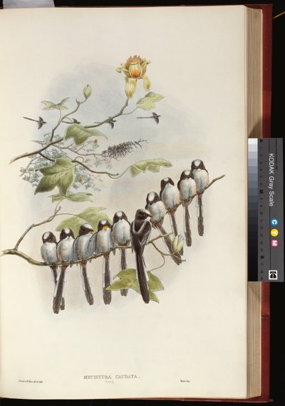 Sýkora dlouhoocasá od John Gould