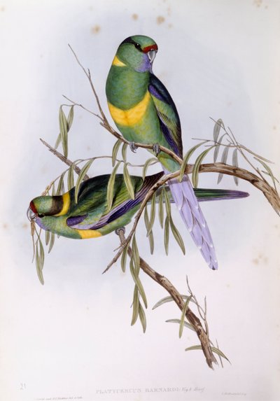 Mallee ringneck (Platycercus nebo Barnardius barnardi), rytina John Gould od John Gould