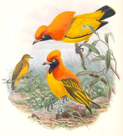 Maskovaný pták Bowerbird od John Gould