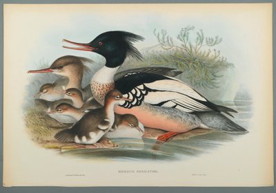 Mergus Serrator: Merganser (barevné lito na tkaném papíře) od John Gould