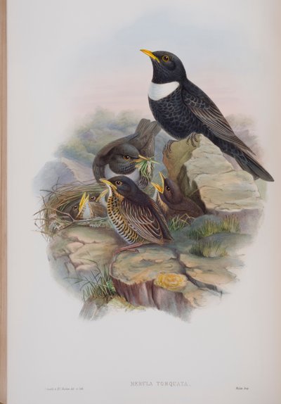 Merula Torquata, deska z The Birds of Great Britain od Johna Goulda, vydaná 1862-73 (ručně kolorované lito) od John Gould