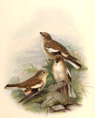 Montifringilla adamsi od John Gould